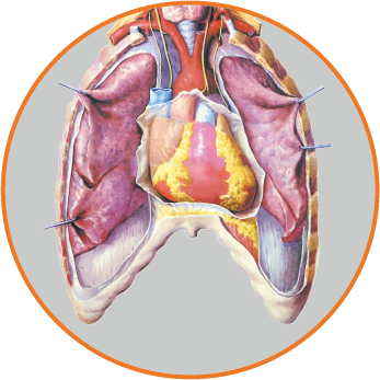 Thoracic Surger
